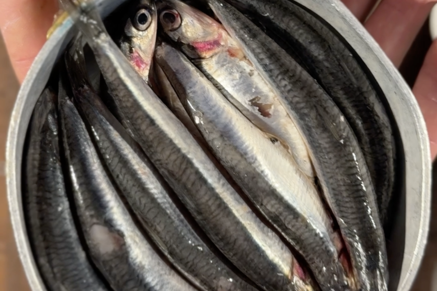 Alici panate, cipolle in saor e maionese al lime